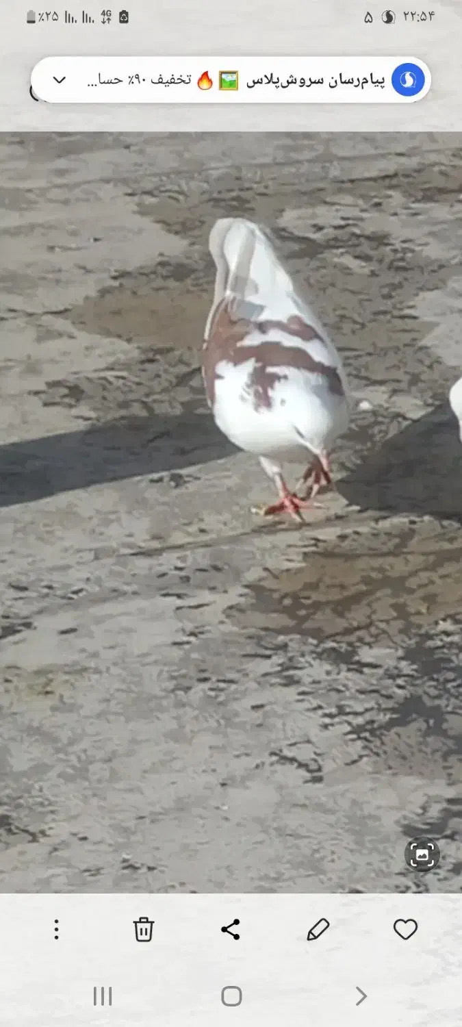 کفتر گمشده|پرنده|قم, قلعه کامکار|دیوار