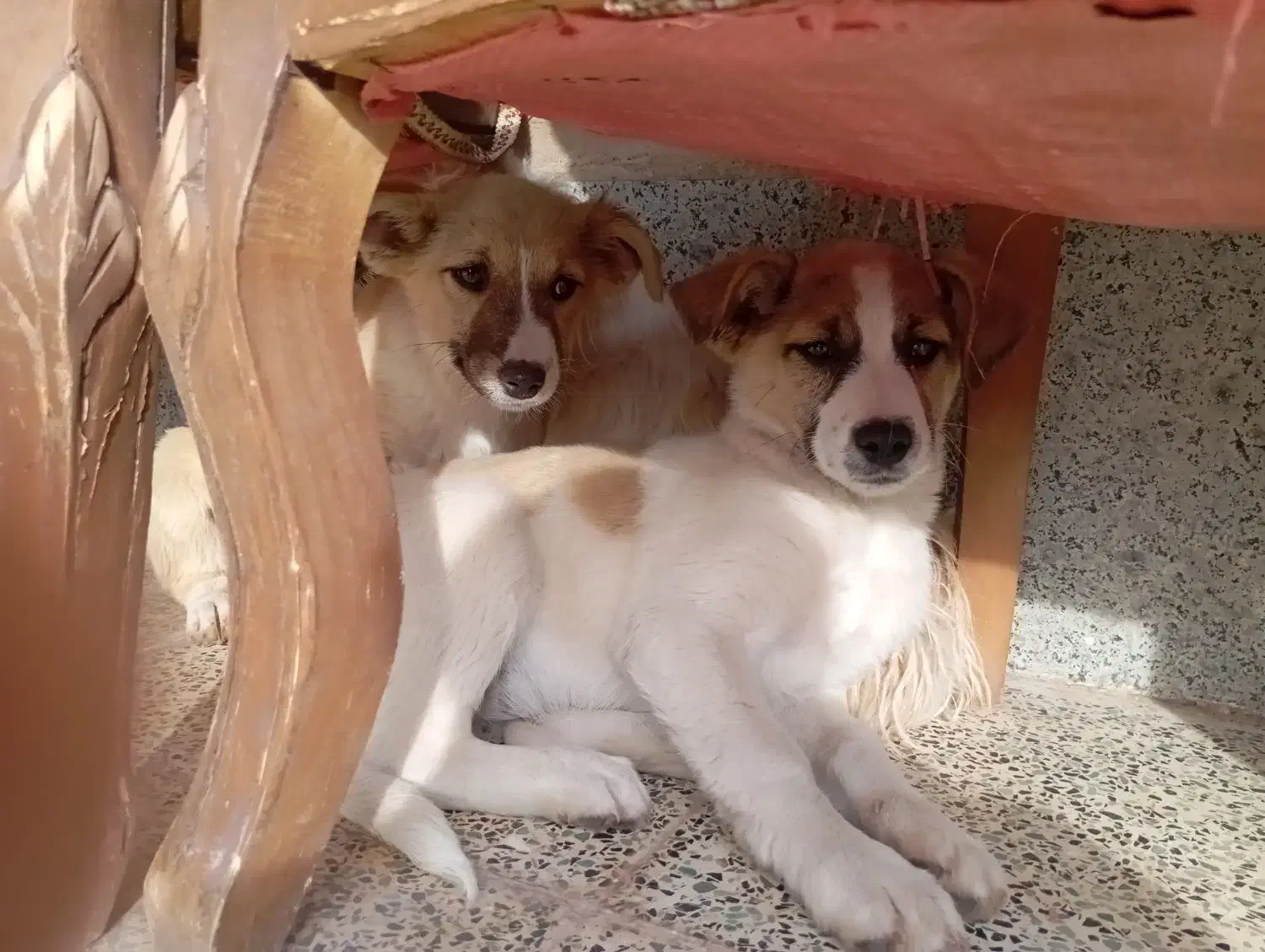 سگ شیتزو|سگ|کرمان, |دیوار