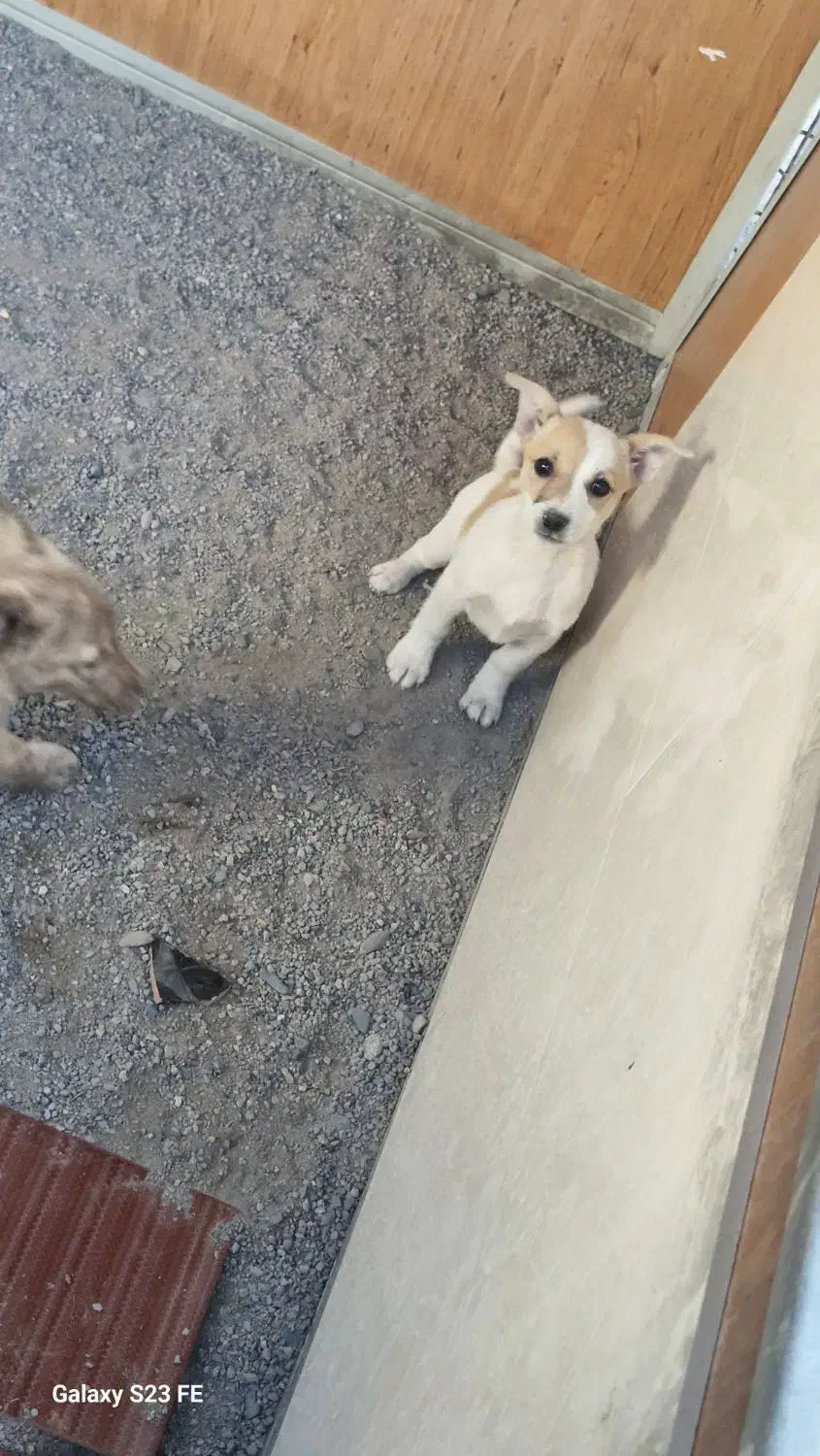 توله 3 ماه ماده گوش تیز|سگ|نیشابور, فضل|دیوار