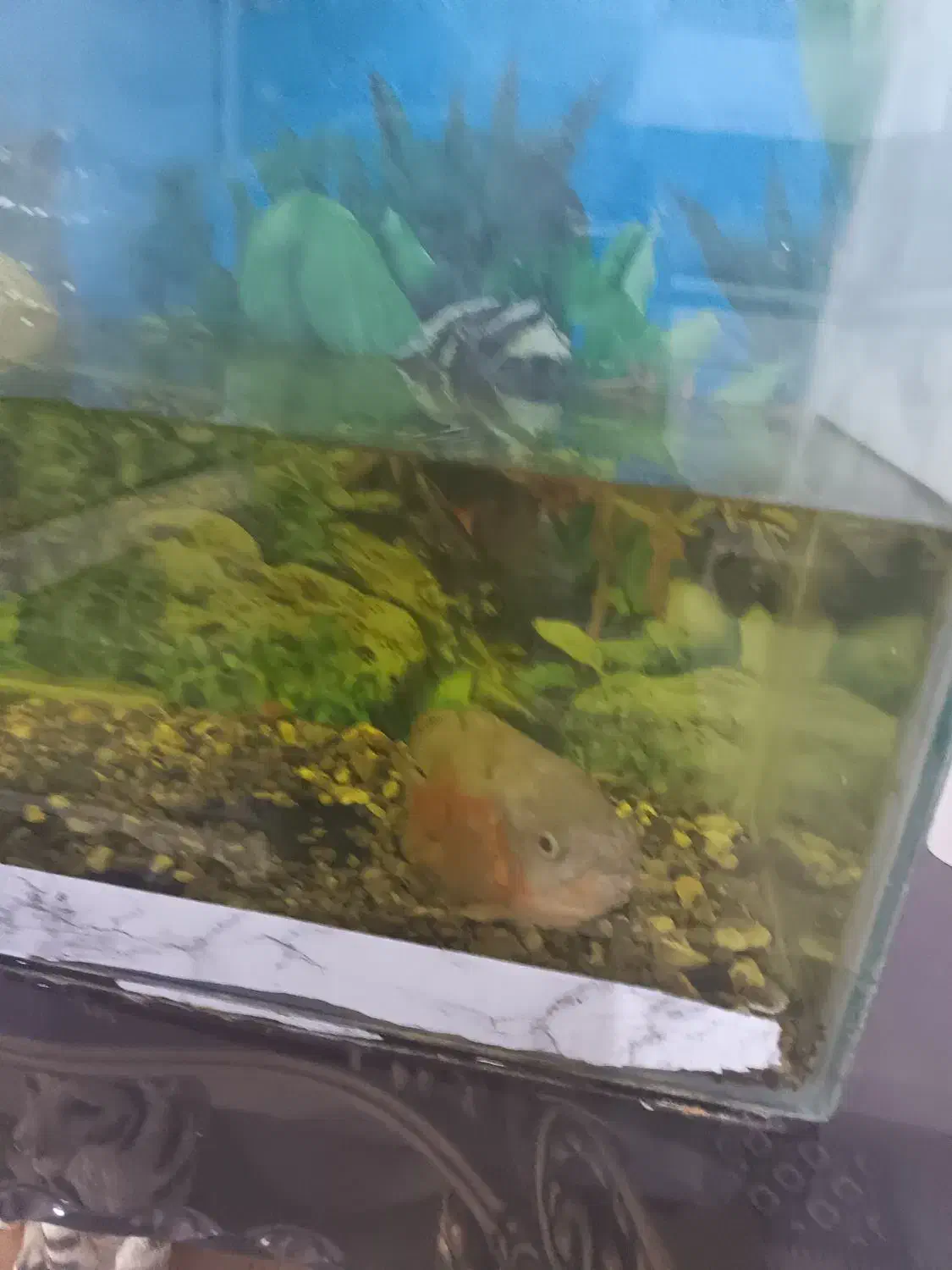 آکواریوم و ماهی اسکار|ماهی|چناران, |دیوار