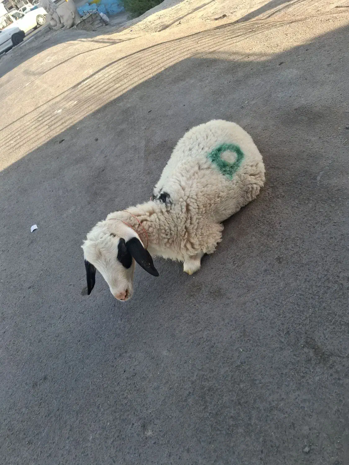 فروش گوسفندزنده دراسلامشهر شبانه روز|حیوانات مزرعه|اسلامشهر, باغ فیض|دیوار