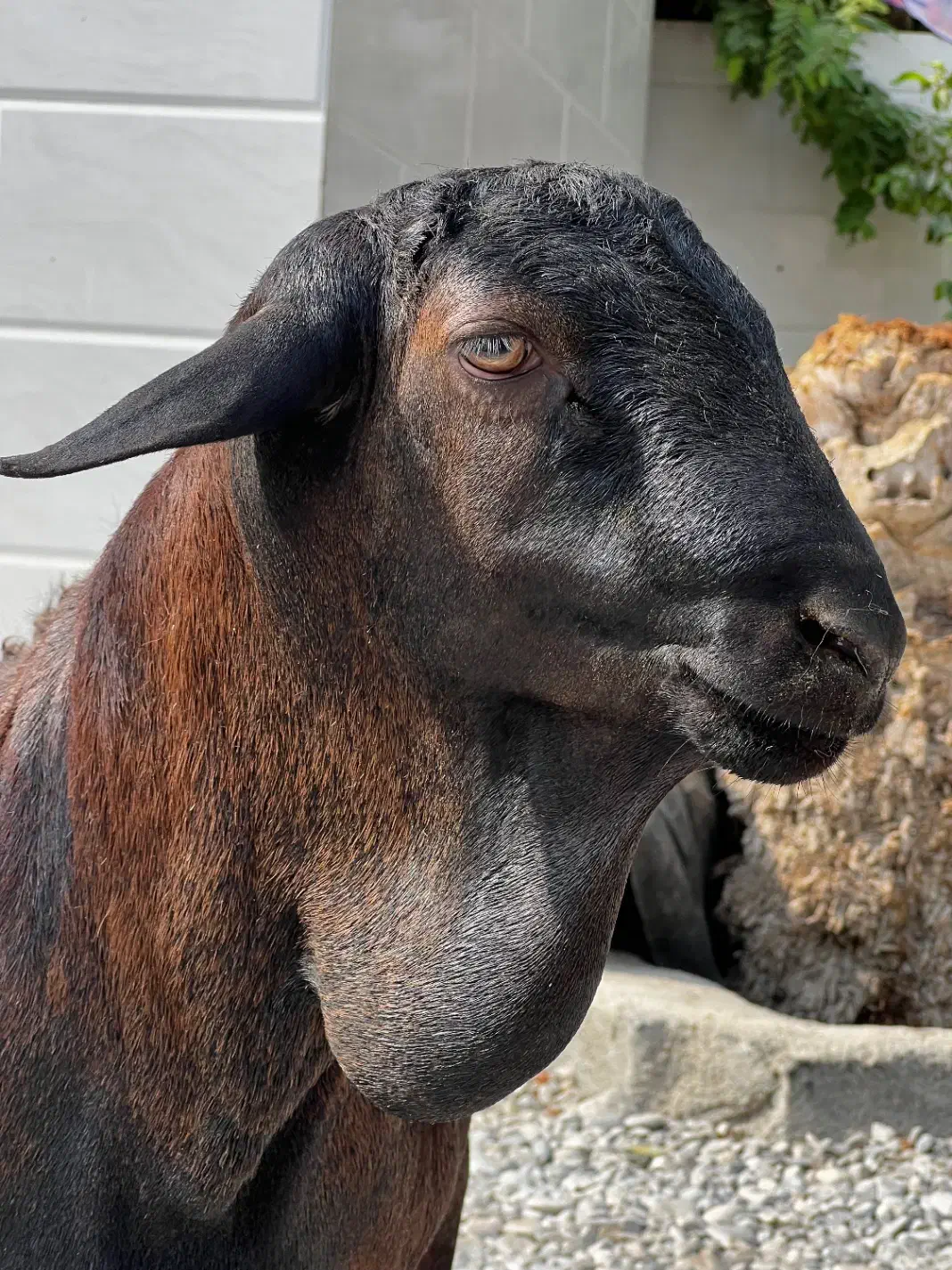 بره نر کهر نر|حیوانات مزرعه|قلعه قاضی, |دیوار