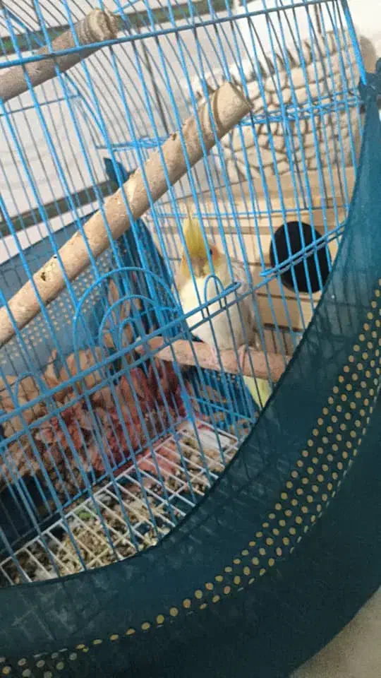 پرنده|پرنده|ششده و قره بلاغ, |دیوار