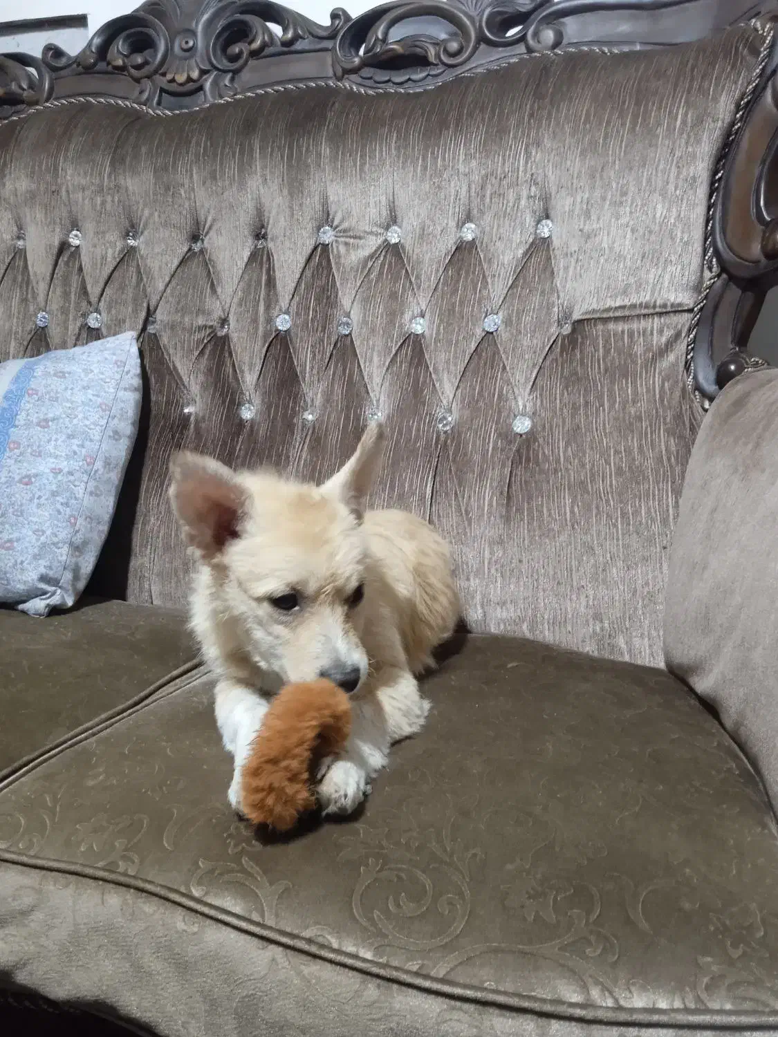 واگذاری اشپیتز پامر|سگ|اصفهان, عاشقآباد|دیوار