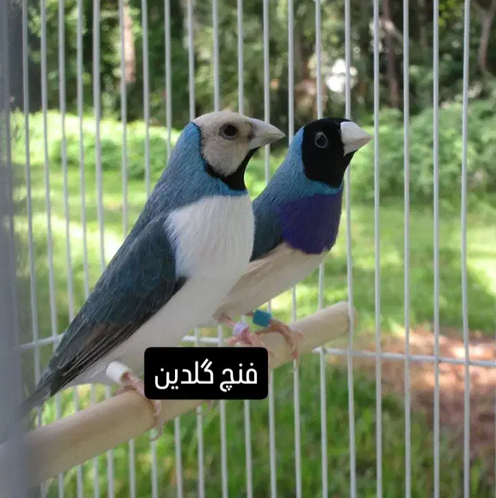 فنچ گلدین در همه رنگ نر و ماده جوان|پرنده|آشتیان, |دیوار