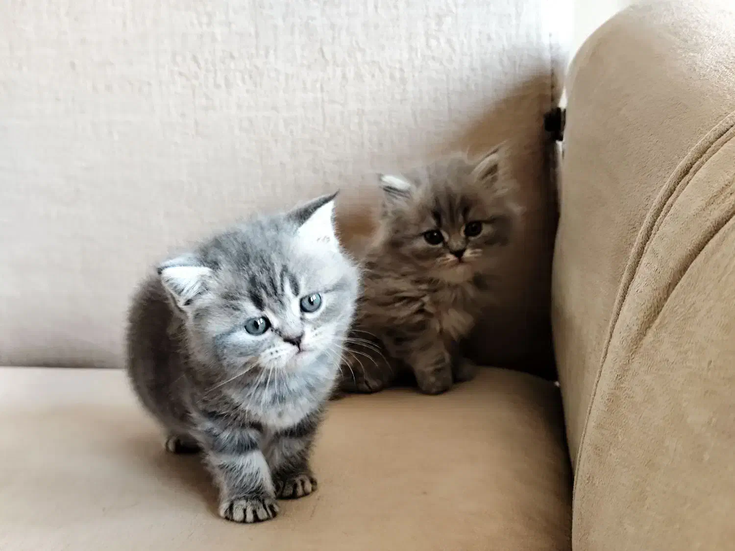 گربه بریتیش|گربه|رشت, گلسار|دیوار