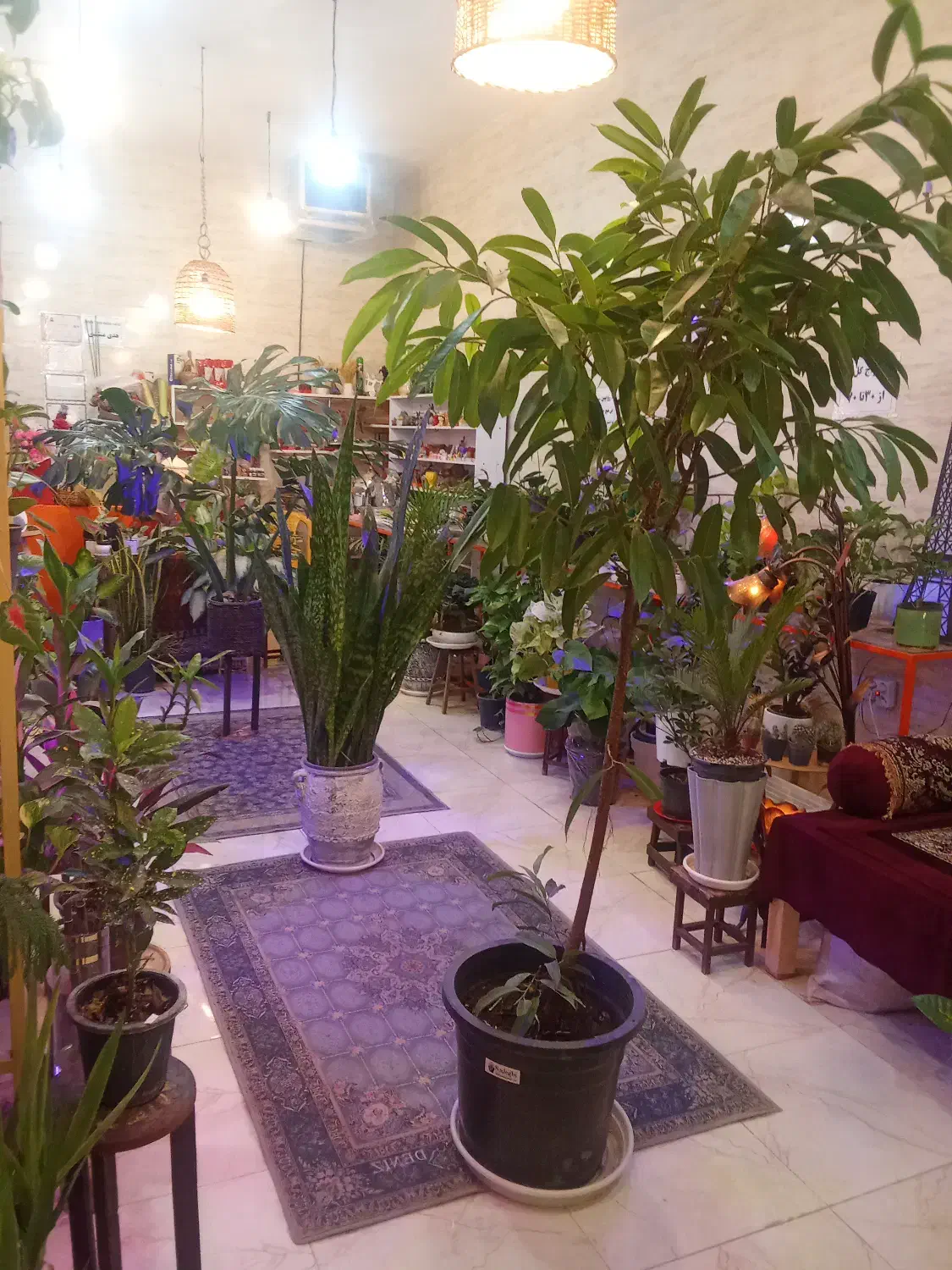 کافه گل|گل و گیاه طبیعی|فولادشهر, B8|دیوار