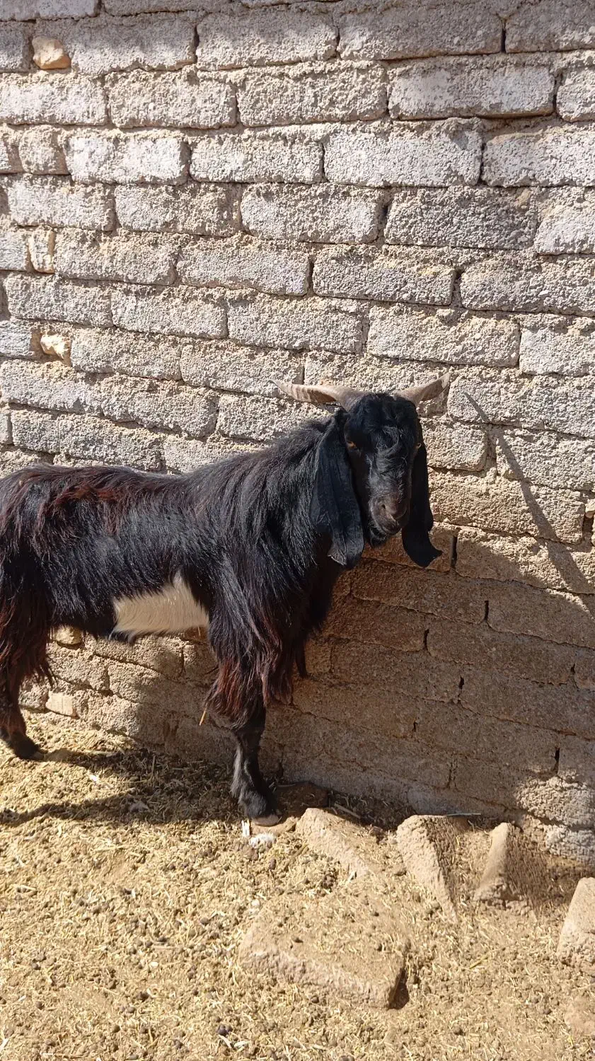 دوبر مشکی|حیوانات مزرعه|جنت, |دیوار