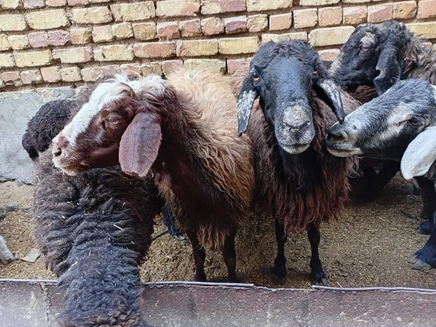 میش زاییده|حیوانات مزرعه|خمینی‌شهر, |دیوار