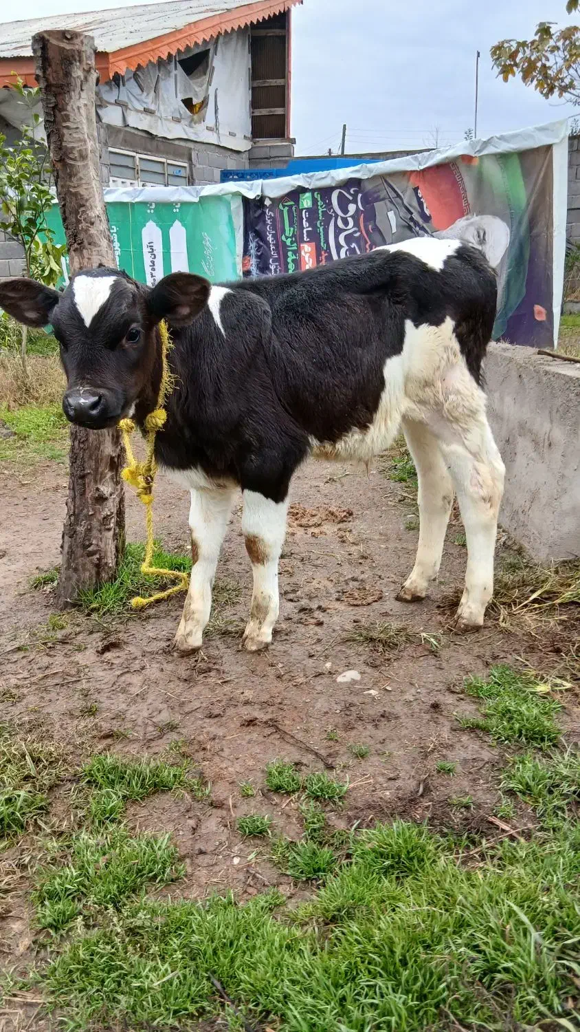 ۲ راس گاو (گوساله نر هلشتاین آمریکایی اصیل)|حیوانات مزرعه|آستانه اشرفیه, |دیوار