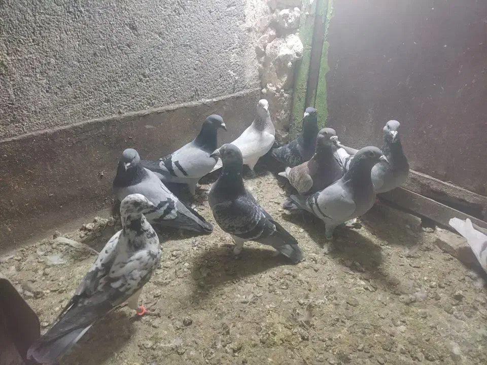 سی تاکبوتر پلاکی وپرشی|پرنده|طرقبه, |دیوار