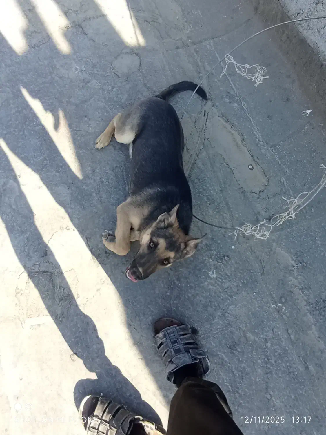 سگ ژرمن شپرد.|سگ|مشهد, کلاته برفی|دیوار