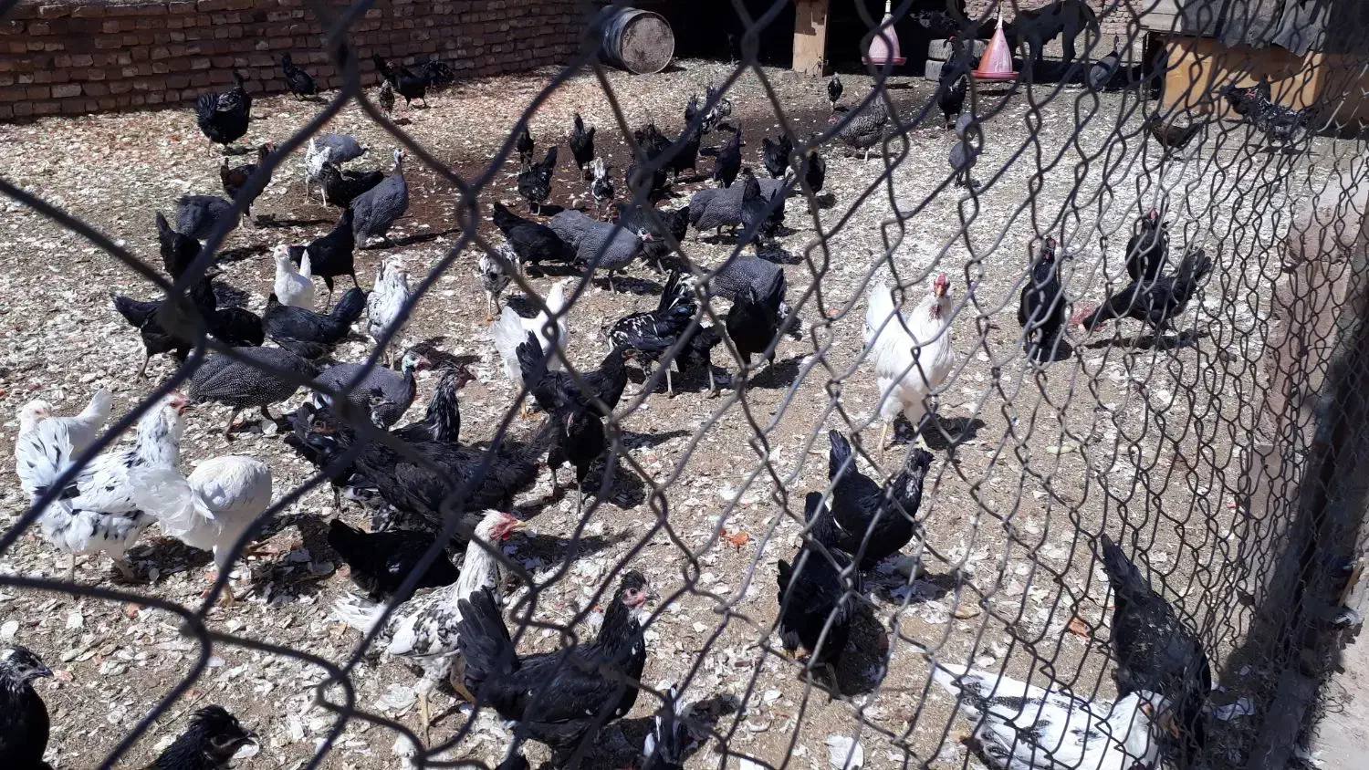 اسب  الاغ مرغ خروس گلین|حیوانات مزرعه|قم, قلعه صدری|دیوار