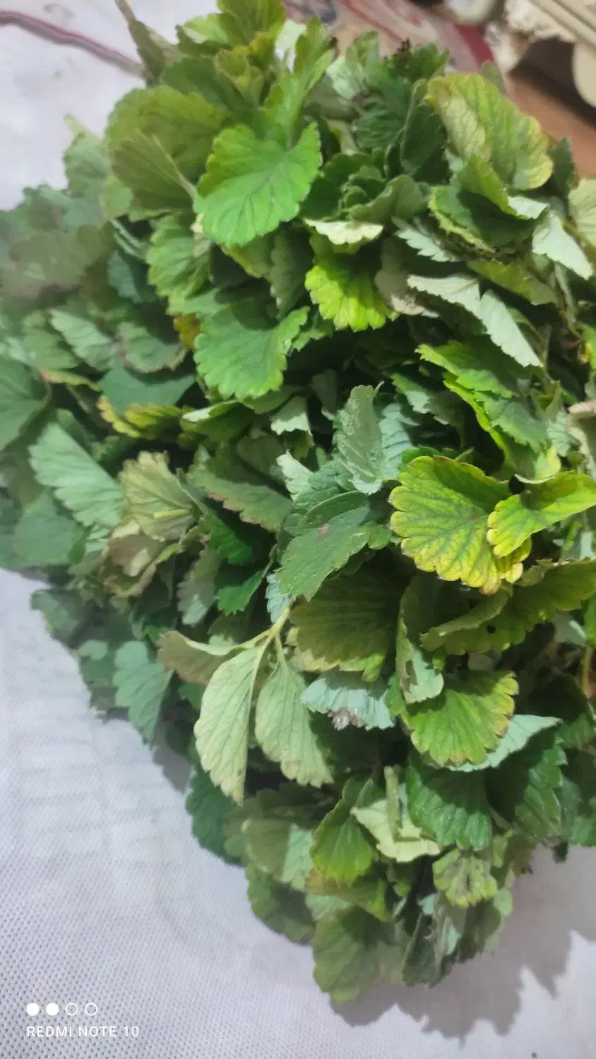 نهال توت فرنگی کاماروس|گل و گیاه طبیعی|خان ببین, |دیوار