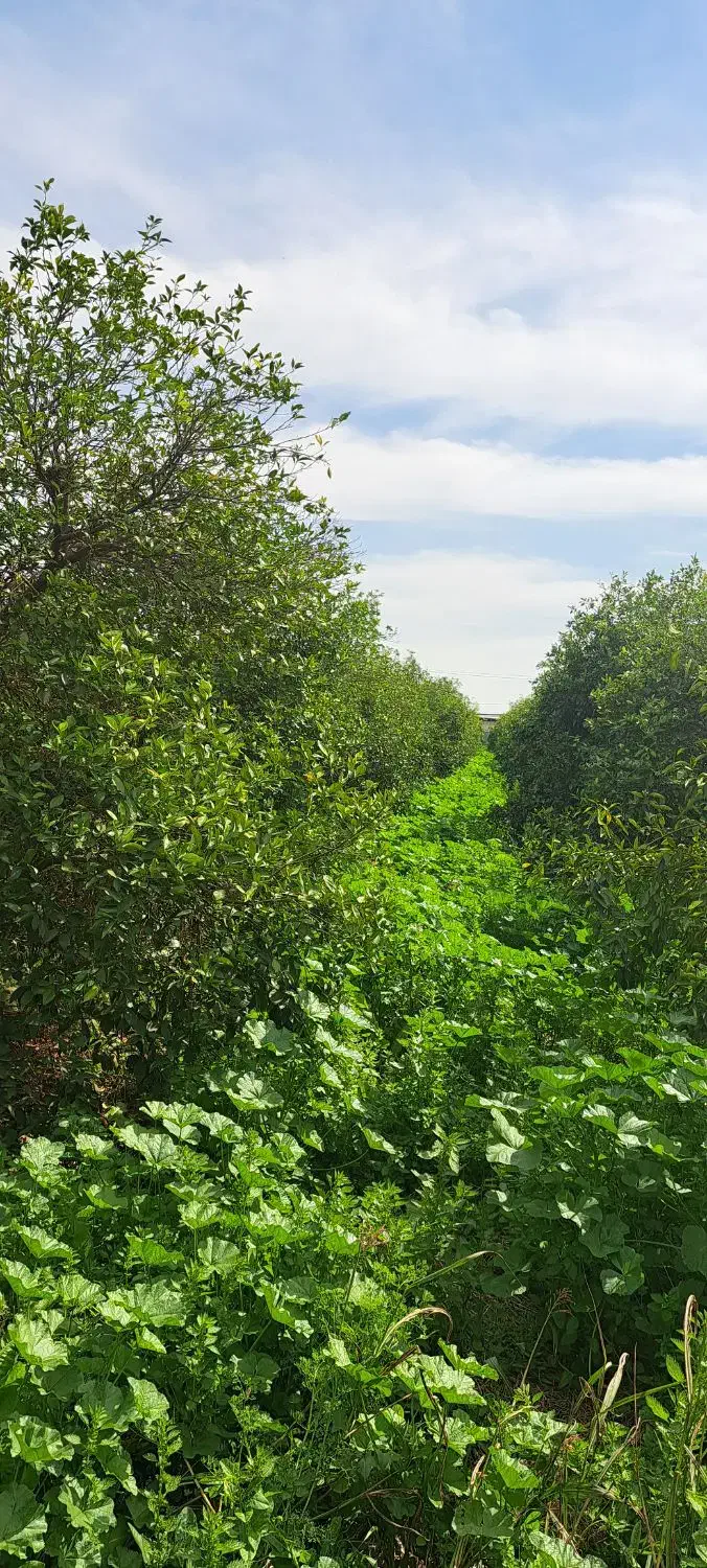 باغچه|فروش زمین و ملک کلنگی|دزفول, |دیوار