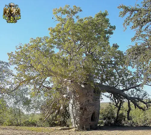اجاره سنده ملکی|فعالیت داوطلبانه|دلند, |دیوار