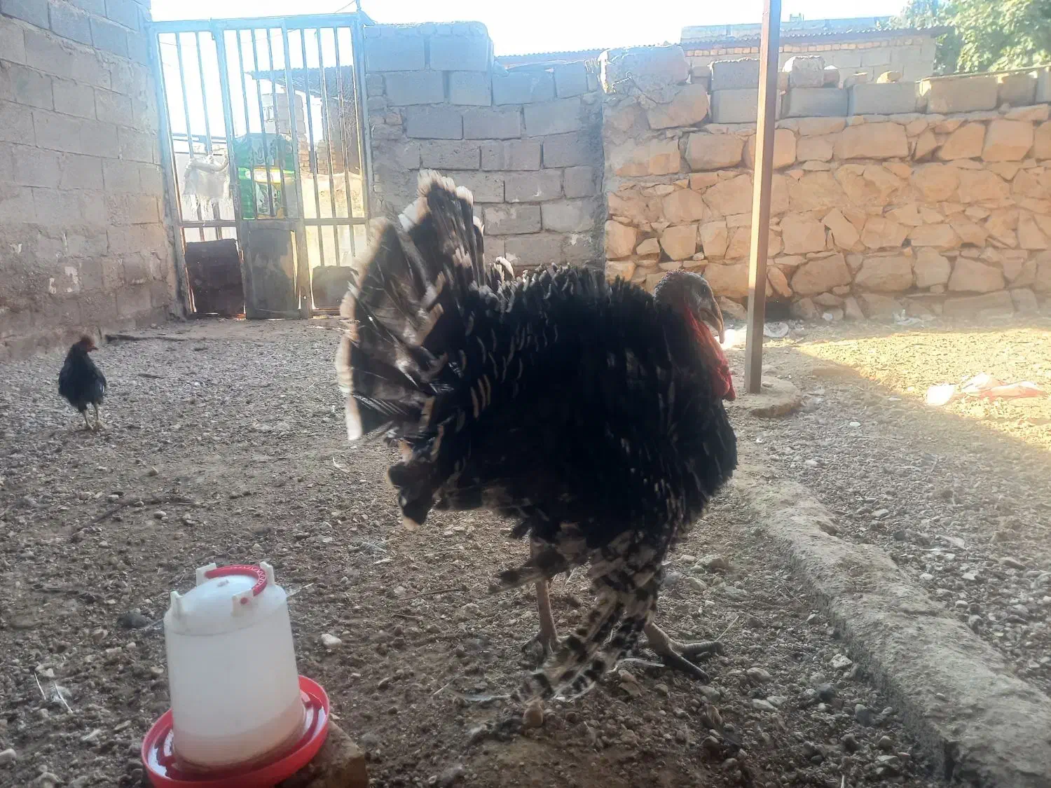 فروش بوقلمون در شهرستان فسا|حیوانات مزرعه|فسا, |دیوار