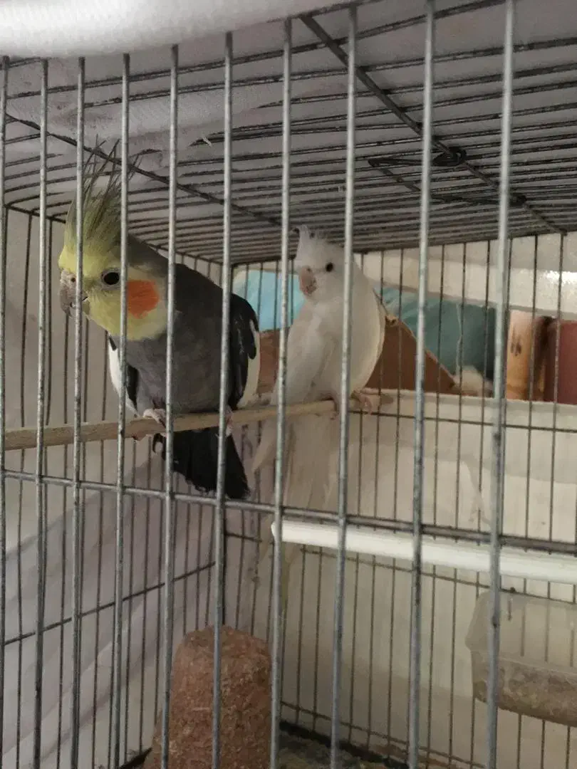 عروس هلندی|پرنده|ایرانشهر, |دیوار