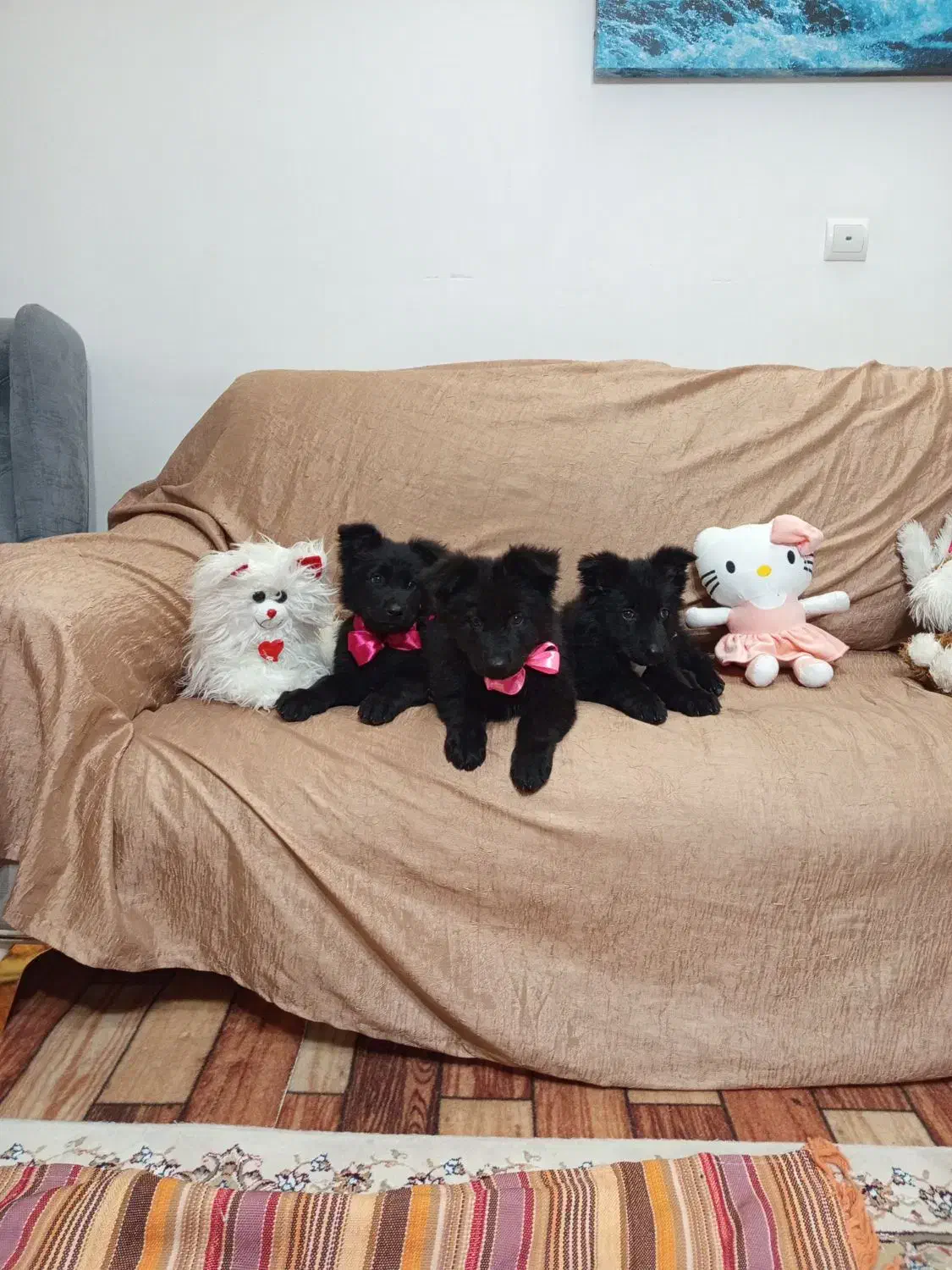 توله ژرمن بلک شپرد دوماهه|سگ|زرقان, |دیوار