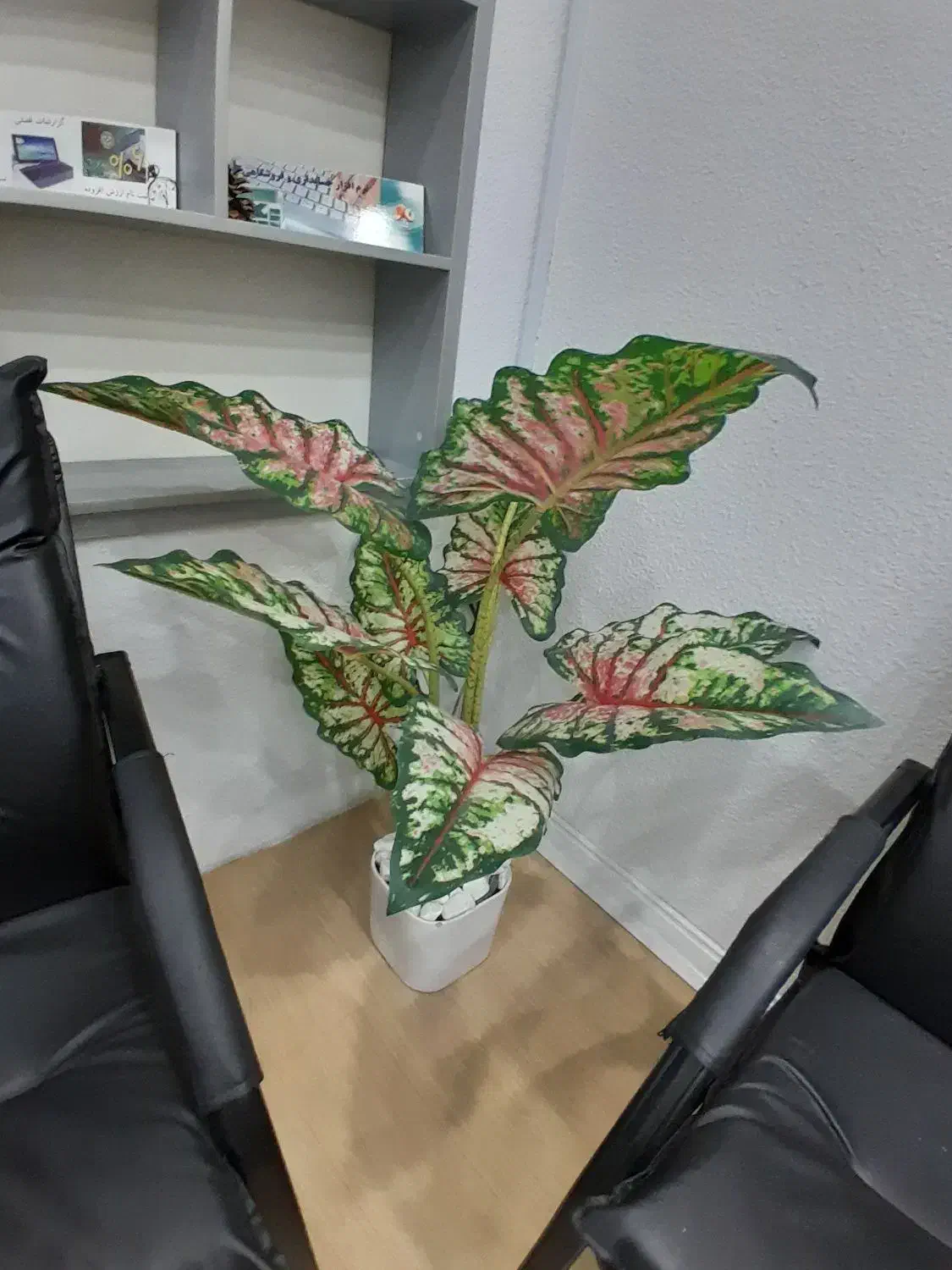 گل مصنوعی شبیه طبیعی|گل مصنوعی|تنکابن, |دیوار