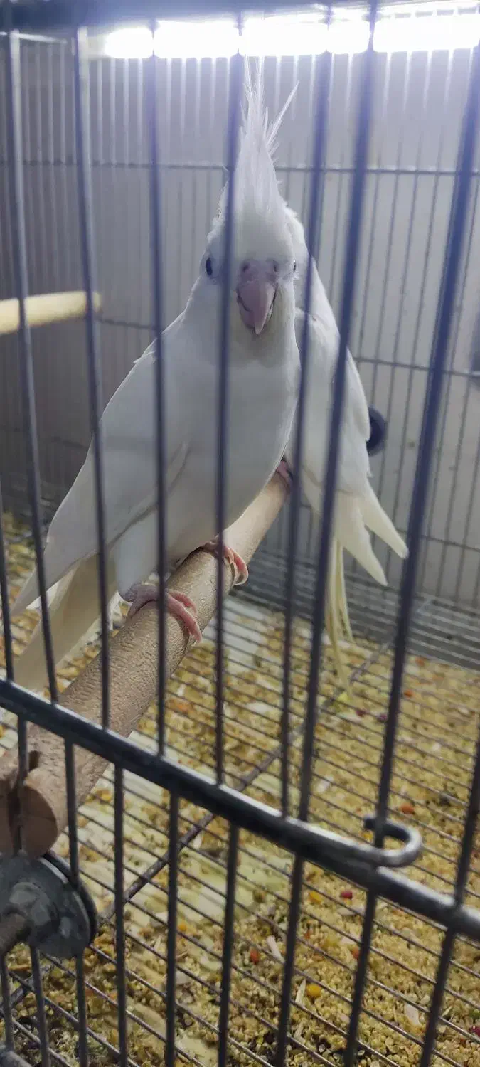 جفت مولد البینو و ماده تک|پرنده|تهران, تهرانسر غربی|دیوار