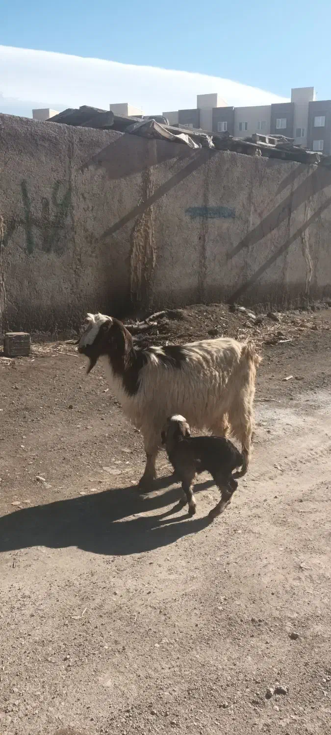 بز ننه بالاجوان ودوعدد بزغاله|حیوانات مزرعه|اردبیل, |دیوار