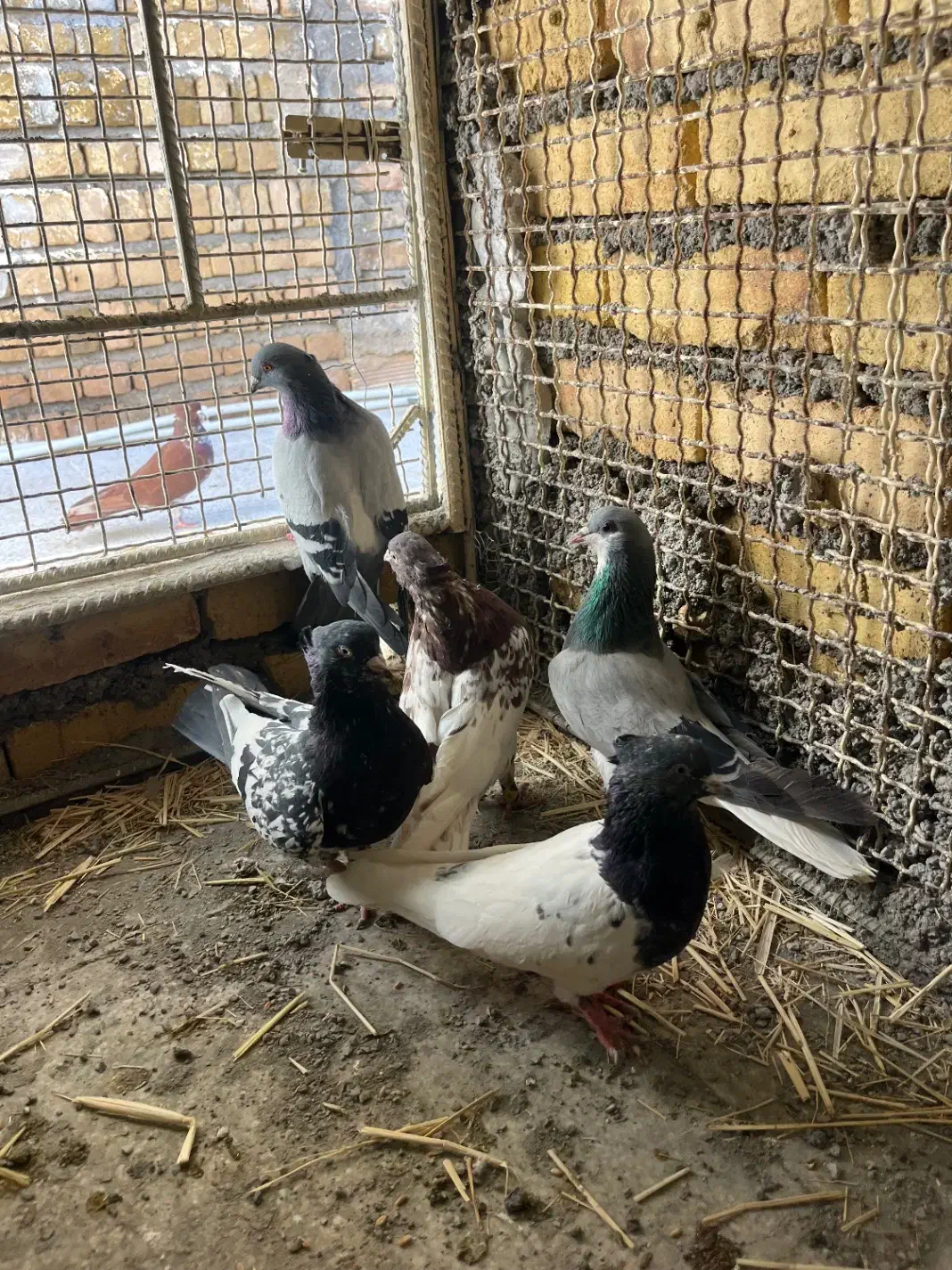 ۵ تا کفتر|پرنده|خرمآباد, |دیوار