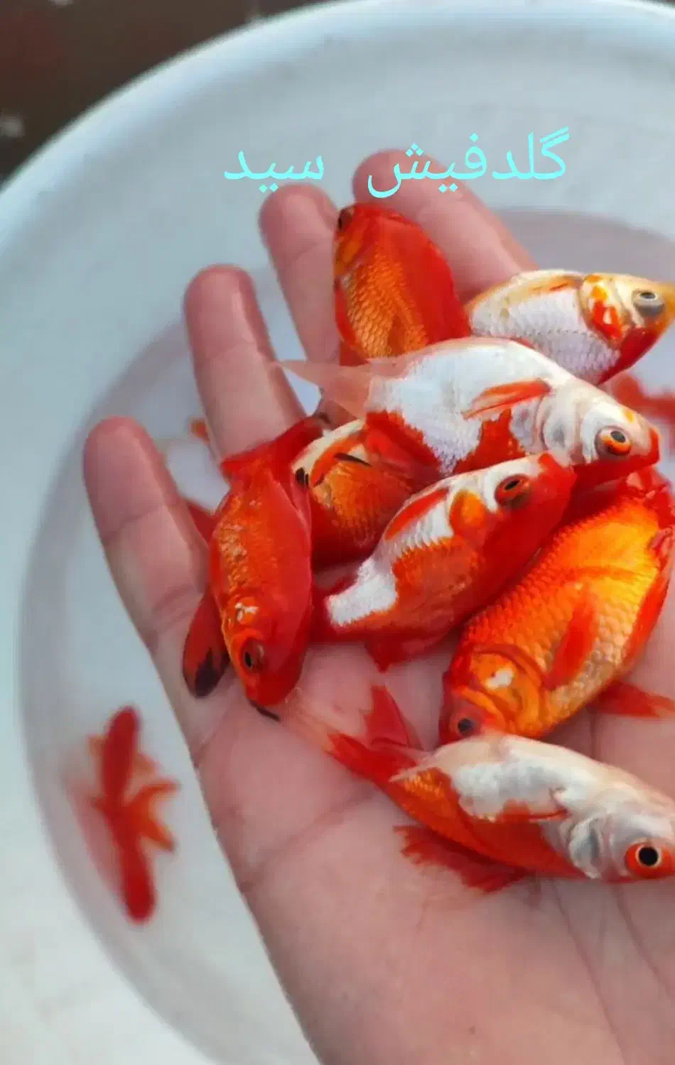 ماهی قرمز|ماهی|قره چای, |دیوار