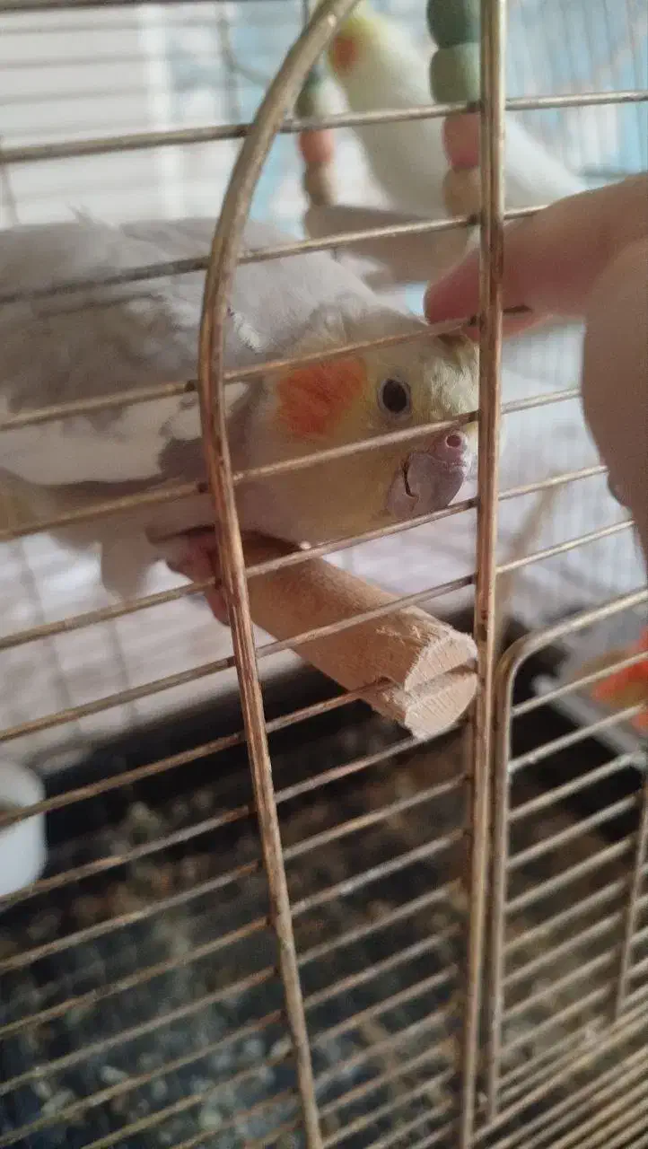 یک جفت عروس هلندی|پرنده|ری, فیروزآبادی|دیوار