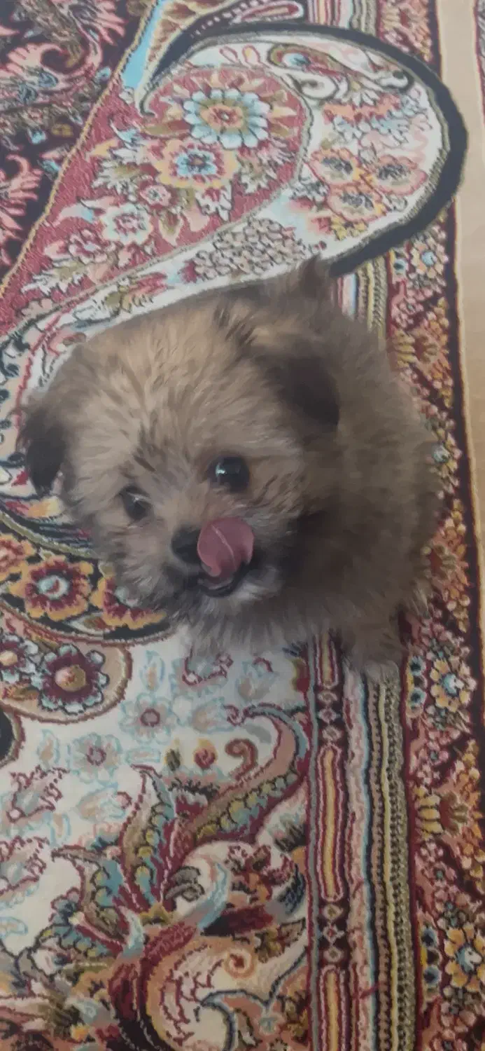 پودل پامر دوماهه|سگ|کوهدشت, |دیوار