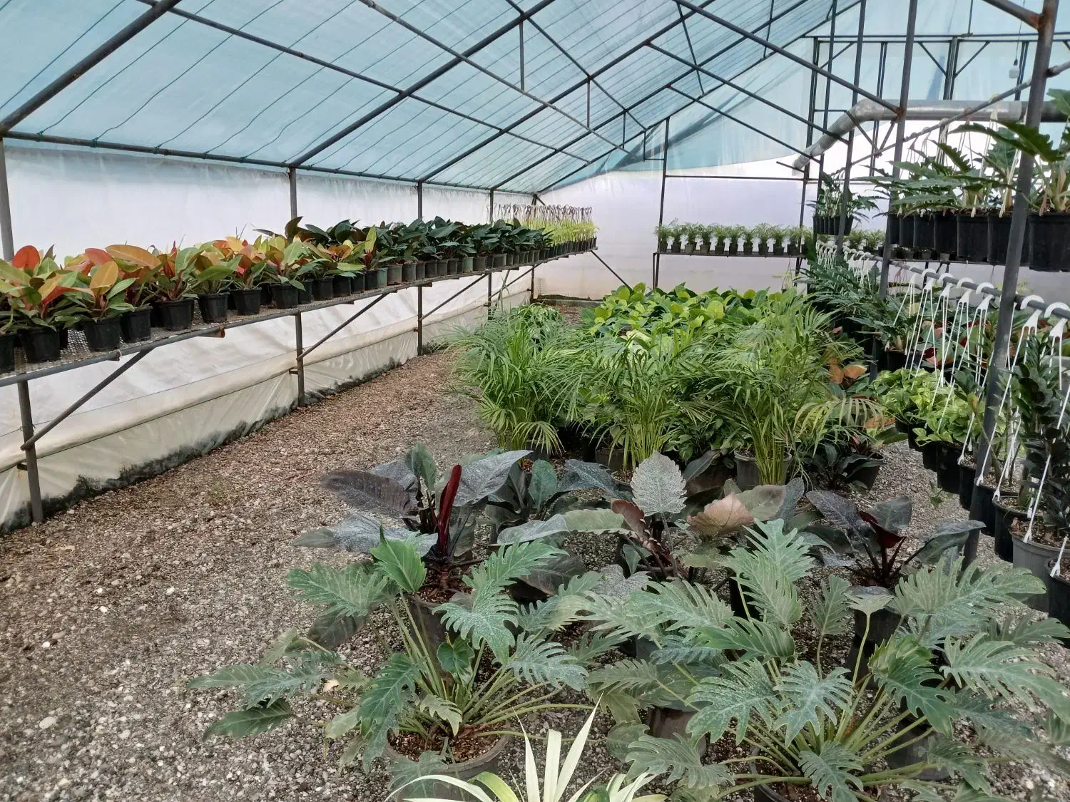 فروش گلخانه|فروش دفتر صنعتی، کشاورزی، تجاری|عباسآباد, |دیوار