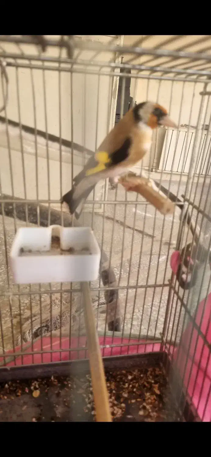 جوجه سهره|پرنده|شهر ری, علایین|دیوار