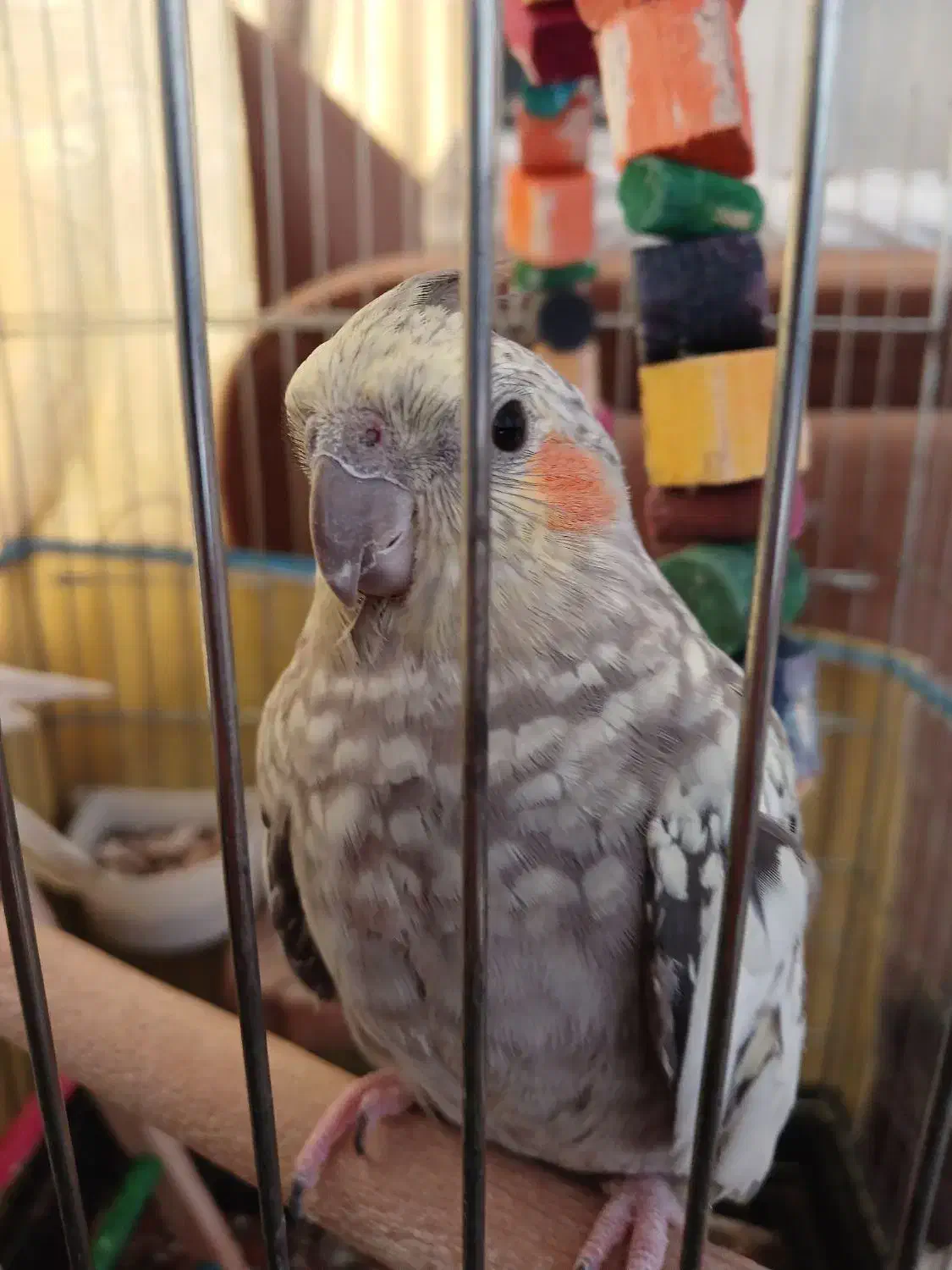 عروس هلندی|پرنده|مرودشت, ژیان|دیوار