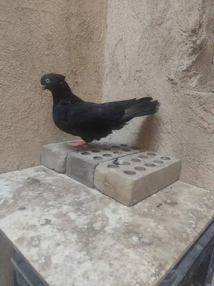 پرنده|پرنده|اهواز, شهرک دانشگاه|دیوار