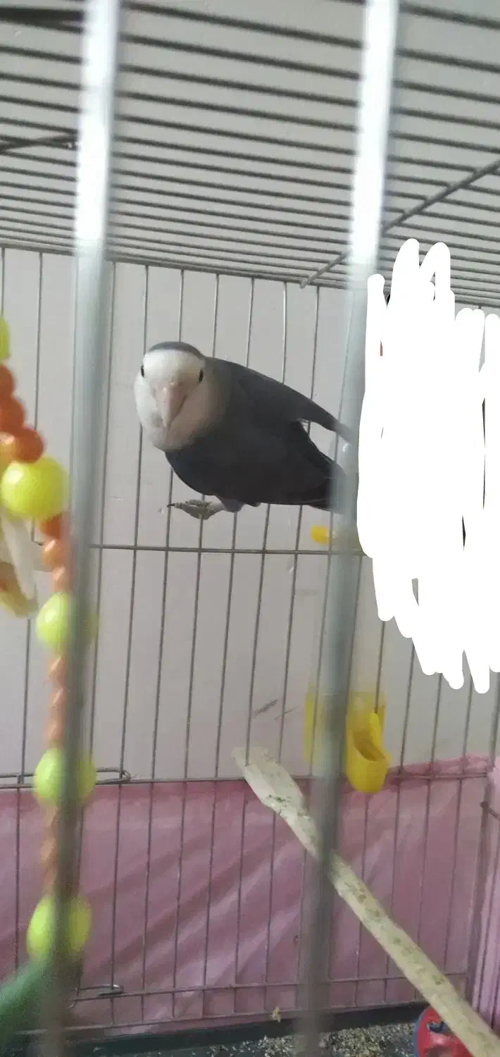 کوتوله در مامونیه|پرنده|زرندیه, |دیوار