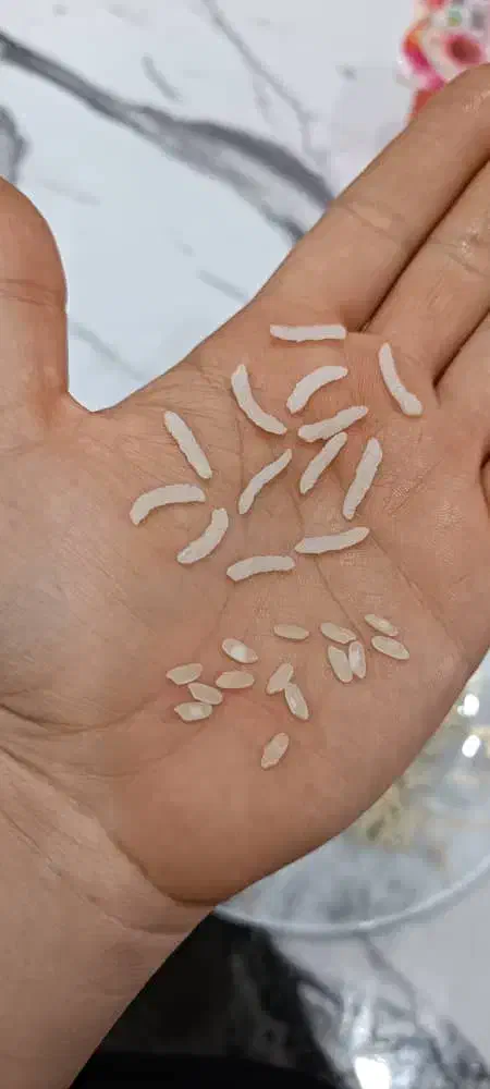 تخفیف باور نکردنی برنج چمپه کامفیروزی|خوردنی و آشامیدنی|کامفیروز, |دیوار