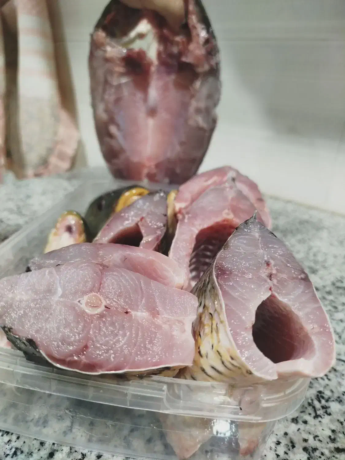 ماهی کردستان سد و رودخانه|ماهی|دیواندره, |دیوار