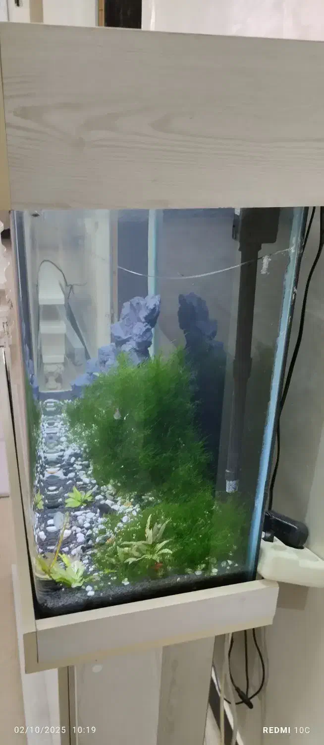 آکواریوم|ماهی|قرچک, داوود آباد|دیوار