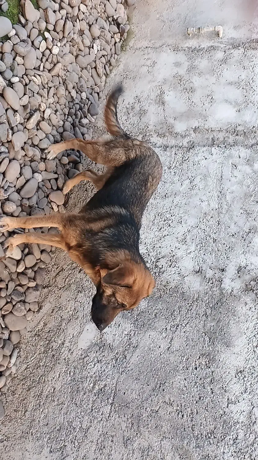 سگ ژرمن|سگ|کوچصفهان, |دیوار