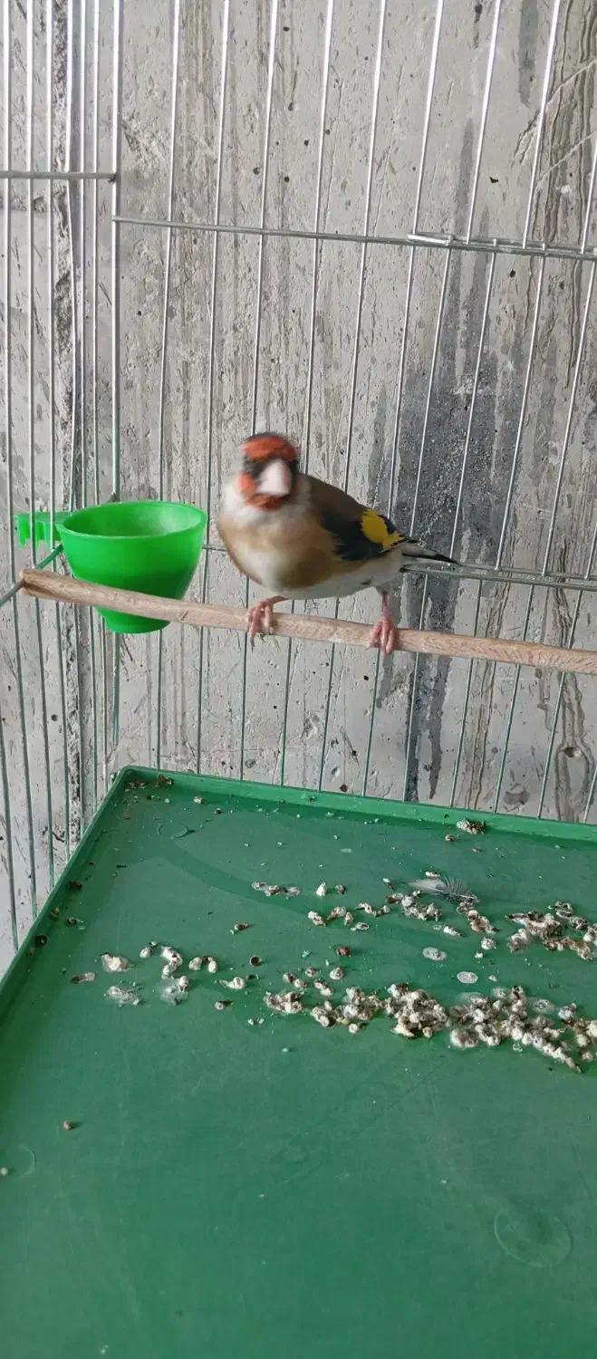 سهره دهن باغی قدیم|پرنده|قروه, |دیوار