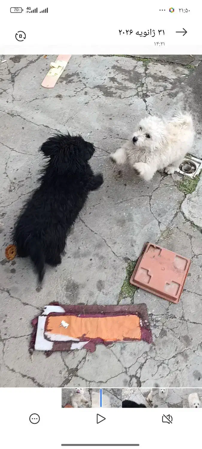 سگ بازیگوش خانگی|سگ|نقده, |دیوار