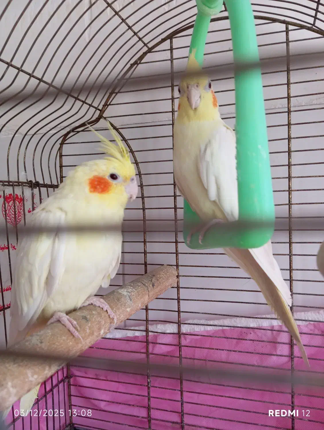 دو عدد عروس هلندی ماده به شرط سلامت|پرنده|صومعهسرا, |دیوار