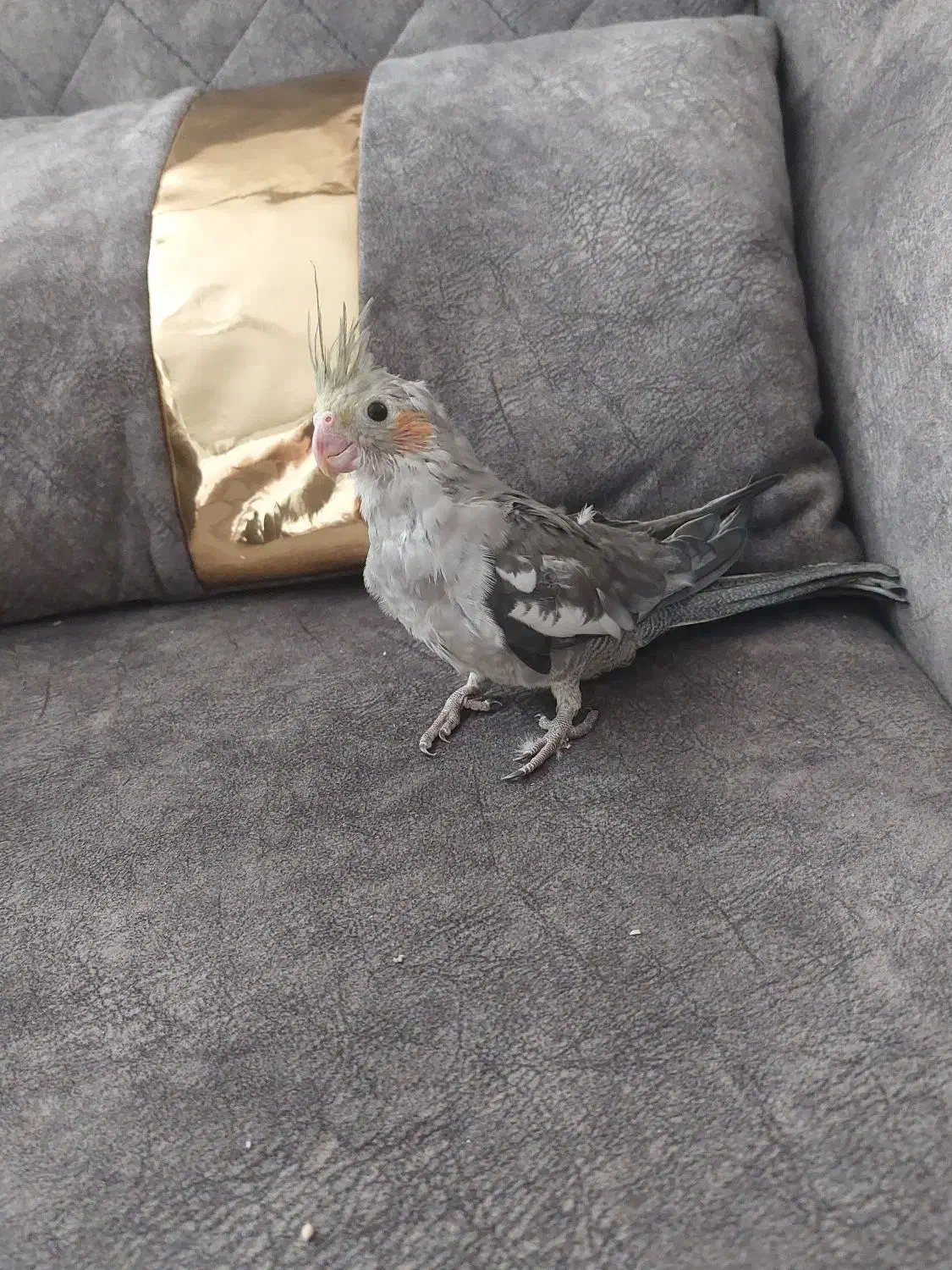 دو عروس هلندی|پرنده|اشتهارد, |دیوار