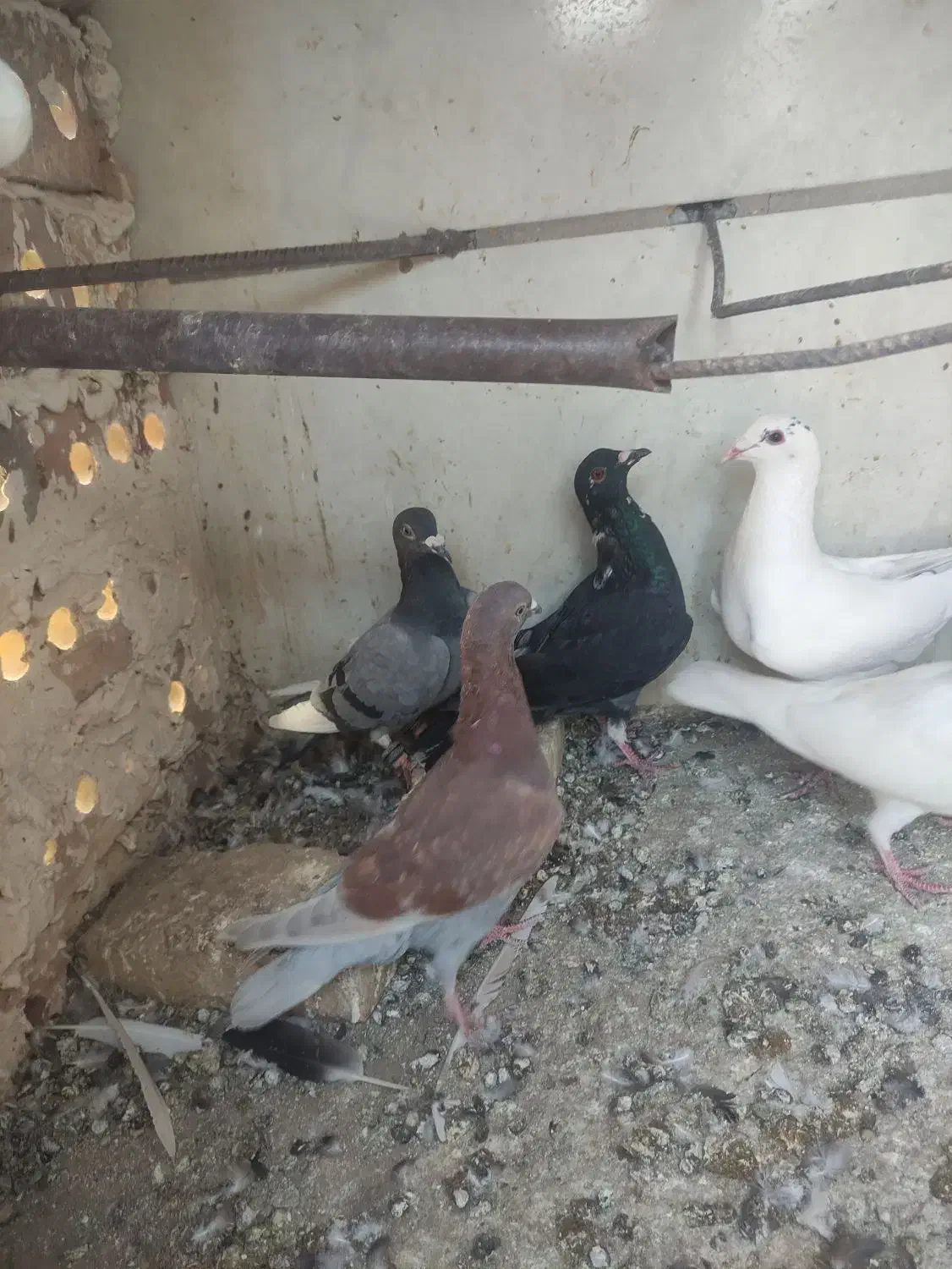 کفتر و کبوتر|پرنده|تربت‌حیدریه, بالا ولایت|دیوار