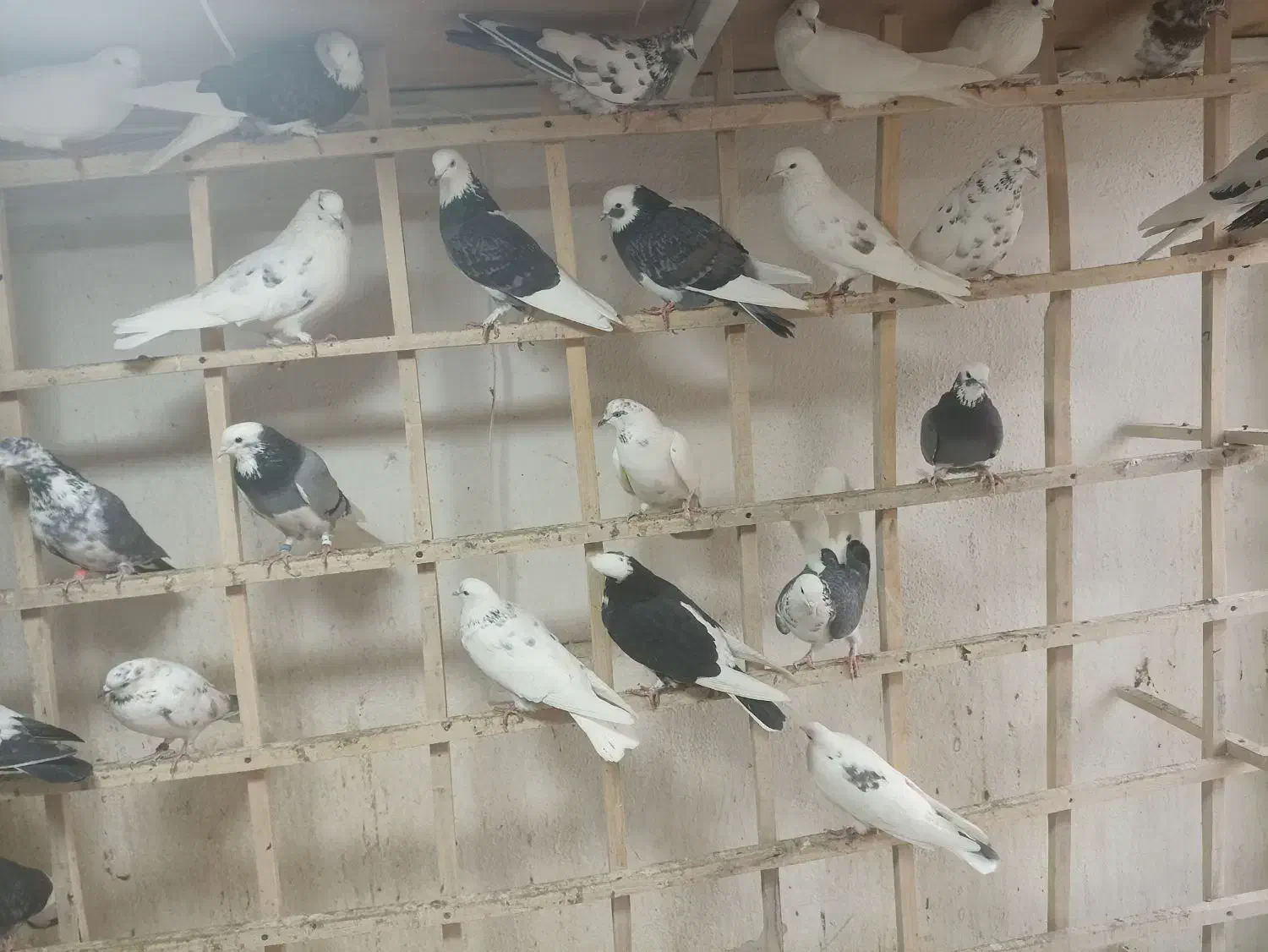 کبوتر بلندپرواز بومهن|پرنده|بومهن, |دیوار