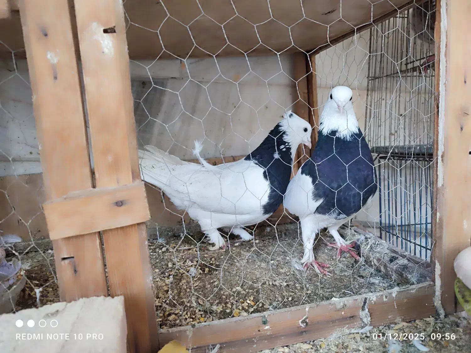 طوقی رنگارنگ|پرنده|قنوات, |دیوار