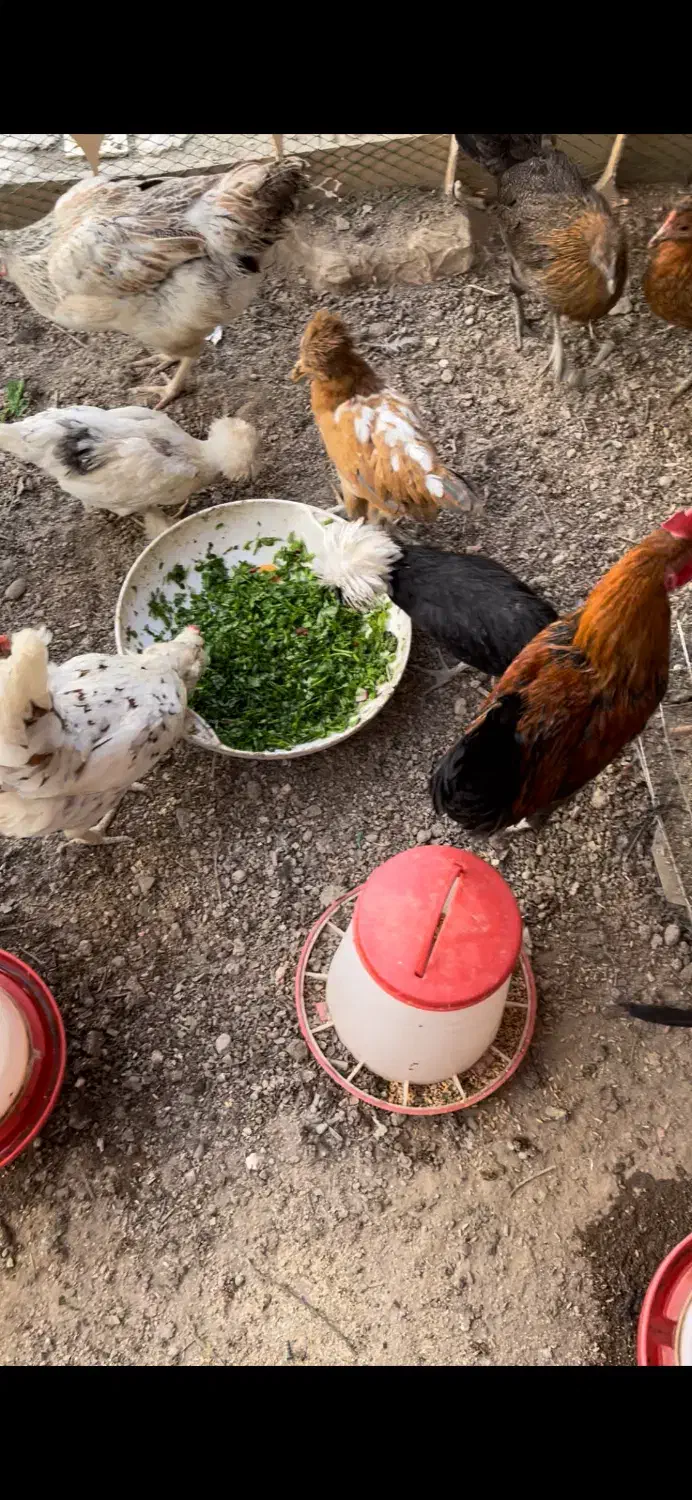 تخم مرغ محلی خانگی|حیوانات مزرعه|تهران, گلستان (شهرک راه آهن)|دیوار