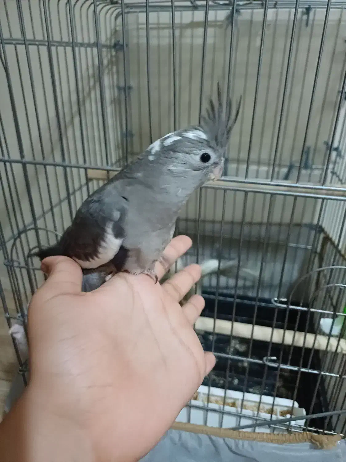 عروس هلندی دست|پرنده|تهران, شهید فکوری|دیوار