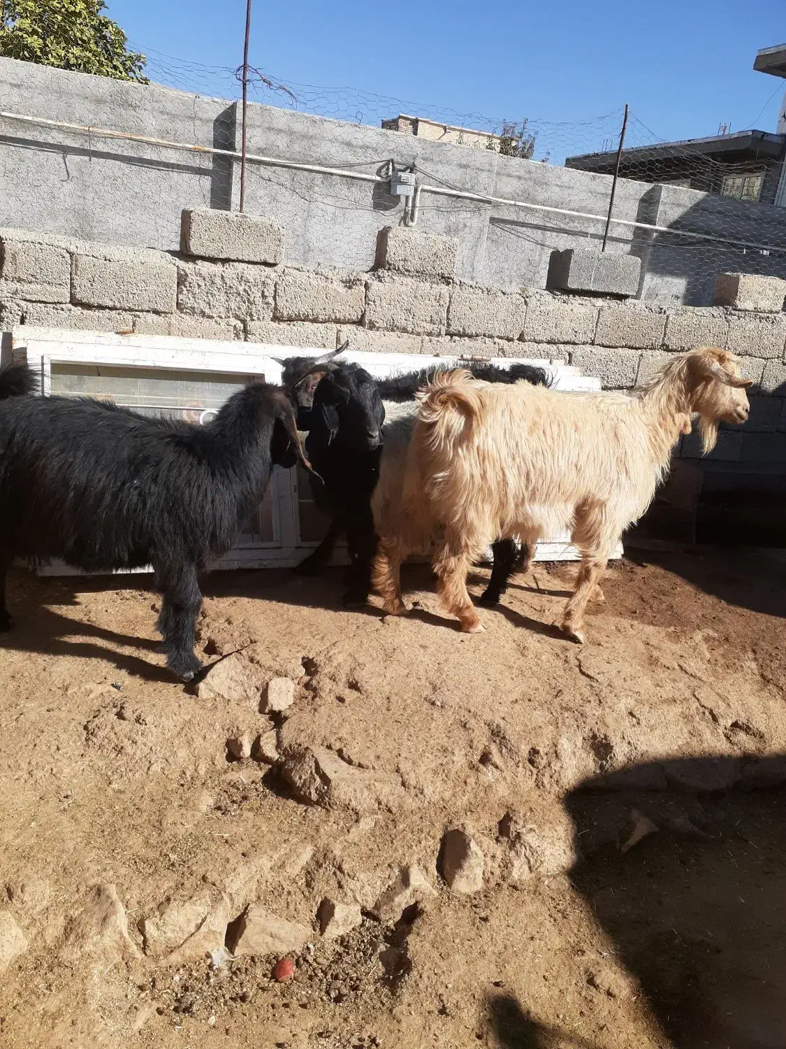 بز خشک و مراسمی|حیوانات مزرعه|ایوان, |دیوار