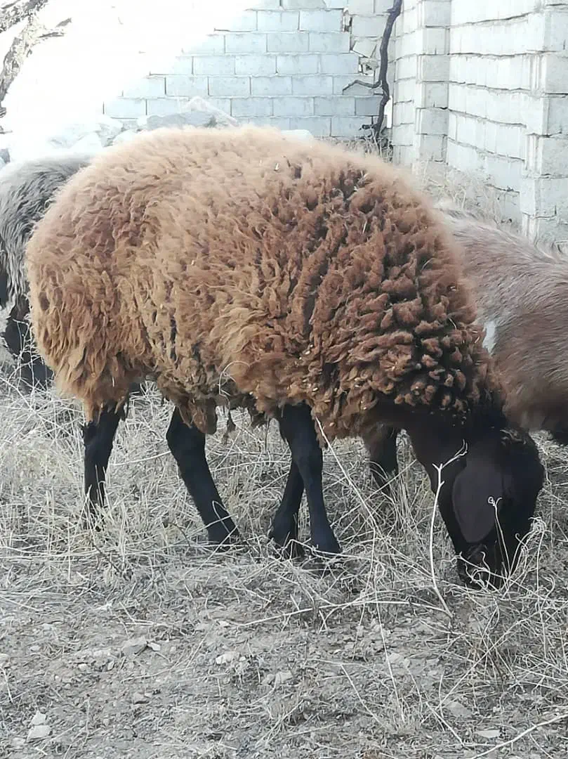 گوسفند‌ماده‌شیشک|حیوانات مزرعه|صوفیان, |دیوار